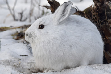 White rabbit in snow