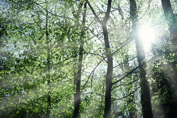 Spring Forest. The sun's rays make their way through the trees.