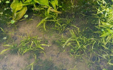 Freshwater algae under water