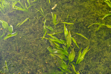 Freshwater algae under water