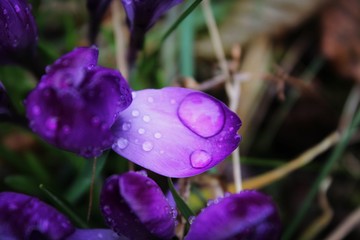 Purple flowers 