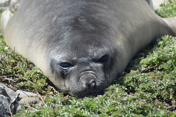 elephant seal southern island Kerguelen