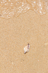 White shells and coral in the sand on the seashore