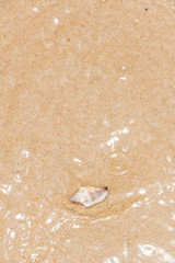 White shells and coral in the sand on the seashore