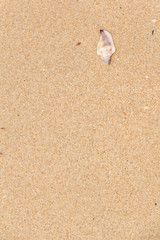 White shells and coral in the sand on the seashore
