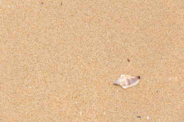 Fototapeta na wymiar White shells and coral in the sand on the seashore