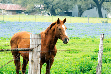 Horse with Spring Bluebonnets