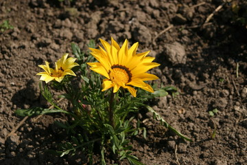 Gazénia-4