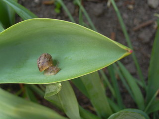 snail
