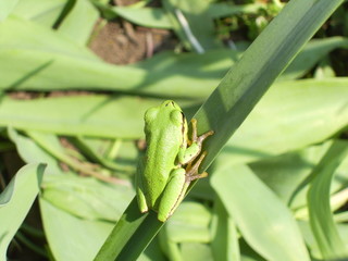 frog