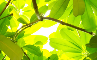 Green leaves and a tree branch on a white background.