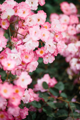 Beautiful detail of scented botanical garden flowers