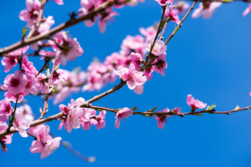 Peach blossoms in spring.