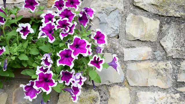 Fiori viola di giardino su muro di pietra
