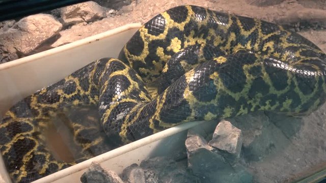 Visiting the zoo