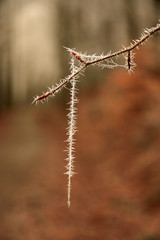 Gefrorenes Herbstlaub
