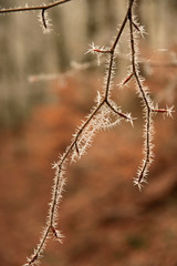 Gefrorenes Herbstlaub