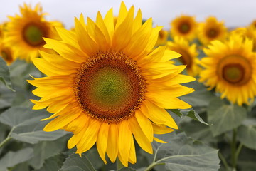 Fototapeta premium YELLOW AND BEATUFIFUL SUNFLOWERS ON SPRINGTIME