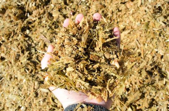 Farmer holds in his hand fermented corn silage. Energy feed for livestock - maize silage. Corn silage chopped for feeding livestock.