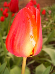 tulips
