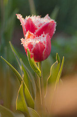 Terry fringed tulip in garden.