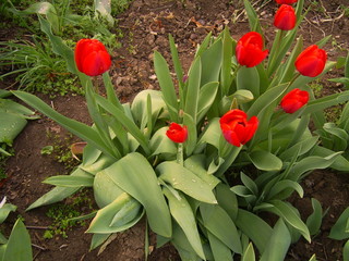 tulips