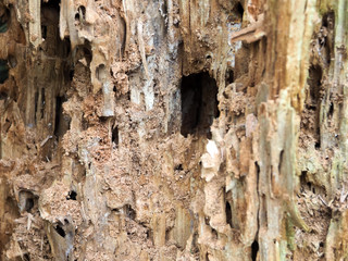 a rotten tree with mealy wood