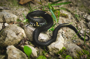 Black Grass Snake on rocks.