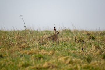Ansicht eines Feldhasen im Morgennebel