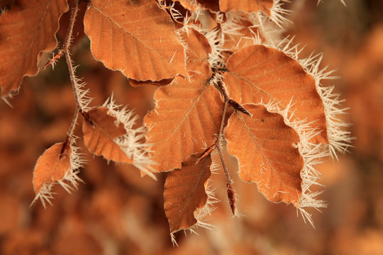 Gefrorenes Herbstlaub