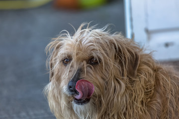 View of domestic dog without a determined breed