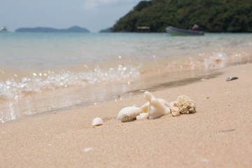 Sea shells and coral with sand as background