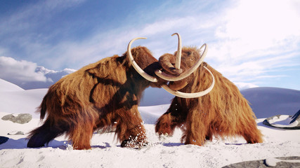 woolly mammoth bulls fighting, prehistoric ice age mammals in snow covered landscape