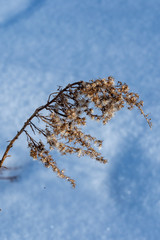 Flowers in winter