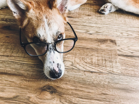 Cute dog in black glasses lying on floor with funny look. Smart dog learning and reading. Vision problem, eye care in dogs. Copy space. Phone photo