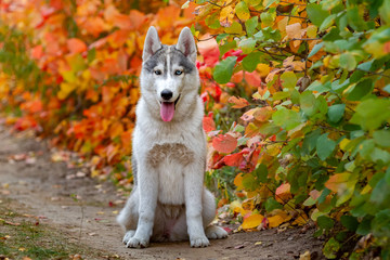 Closeup autumn portrait of Siberian husky puppy. A young grey white husky a park.