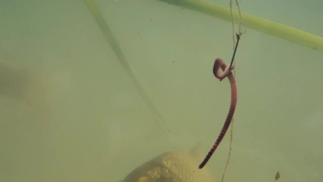 fish swims near the bait, but does not ea