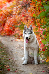 Closeup autumn portrait of Siberian husky puppy. A young grey white husky a park.