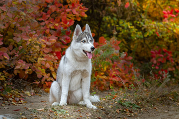 Closeup autumn portrait of Siberian husky puppy. A young grey white husky a park.