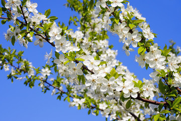 branch of a flowering Apple tree against the blue sky.