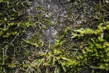 Moss on stone