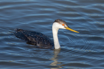Western grebe, seen in a North California marsh