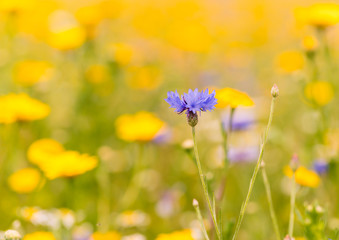 An English summer wildflower meadow with a blue cornflower against a colourful blurred background.