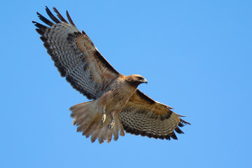 Very close view of a red-tailed hawk flying, seen in the wild in North California