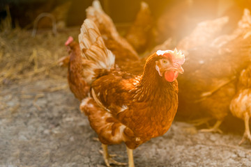 Close up images of Chicken egg breeding in the farm, Which it produces eggs For consumption and distribution, to aimal concept,