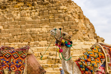 Camel near the great pyramids in Giza, Egypt