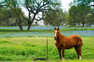 Naklejka premium Horse with Spring Bluebonnets