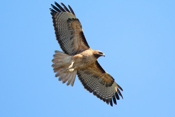 Very close view of a red-tailed hawk flying, seen in the wild in North California