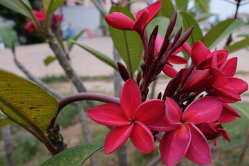 inflorescence of beautiful flowers with pink petals, pink buds, green foliage