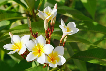 Fototapeta na wymiar Beautiful, white flowers of Plumeria (Latin name - Plumeria) in natural conditions